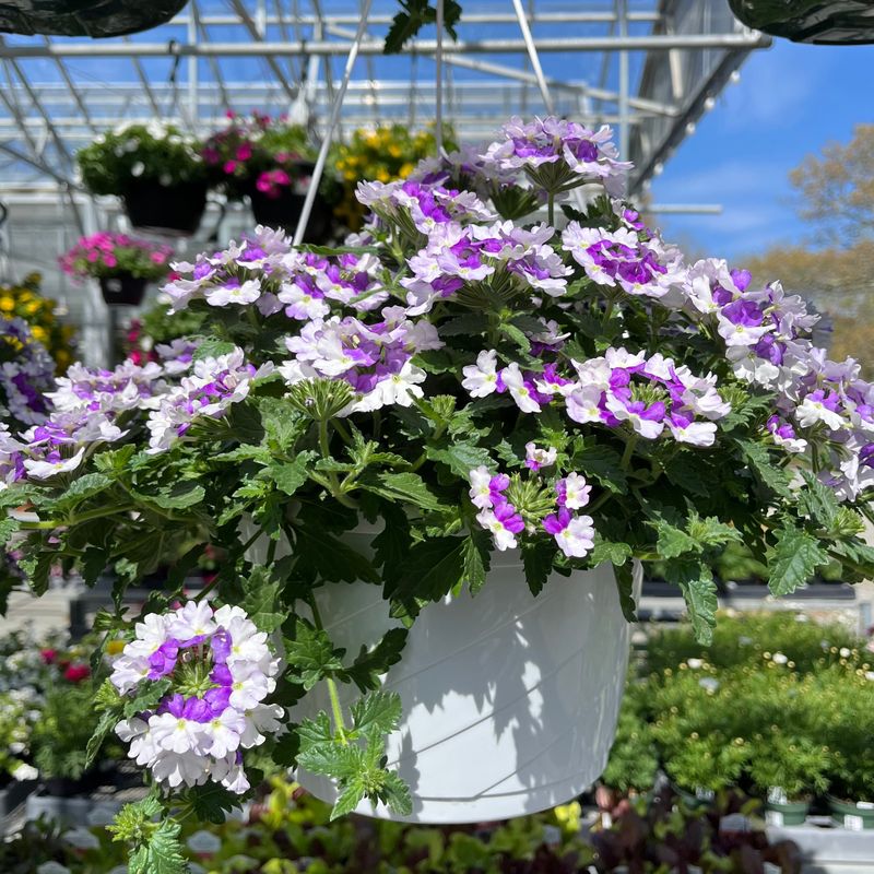 Verbena Keeps The Blooms Looking Fresh