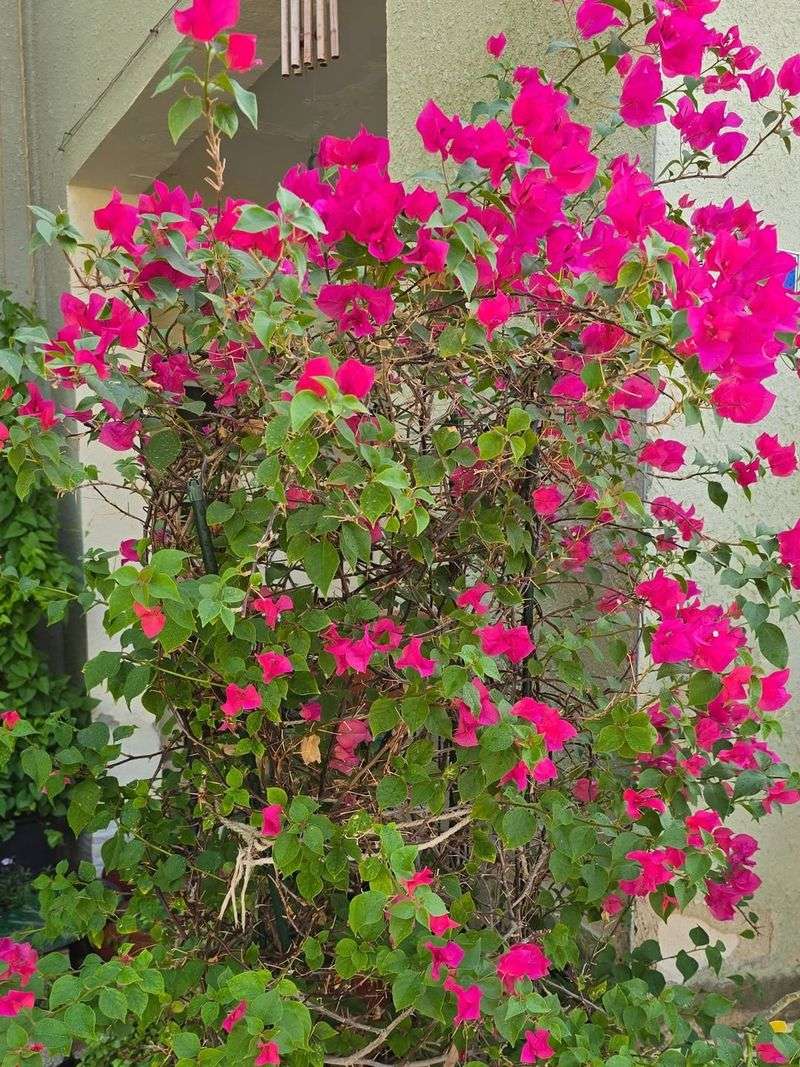 Bougainvillea Thrives In Full Sun With Minimal Water Once Established