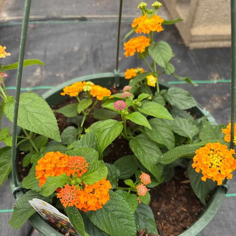 This Sun Lover Thrives In Pots Without Constant Attention