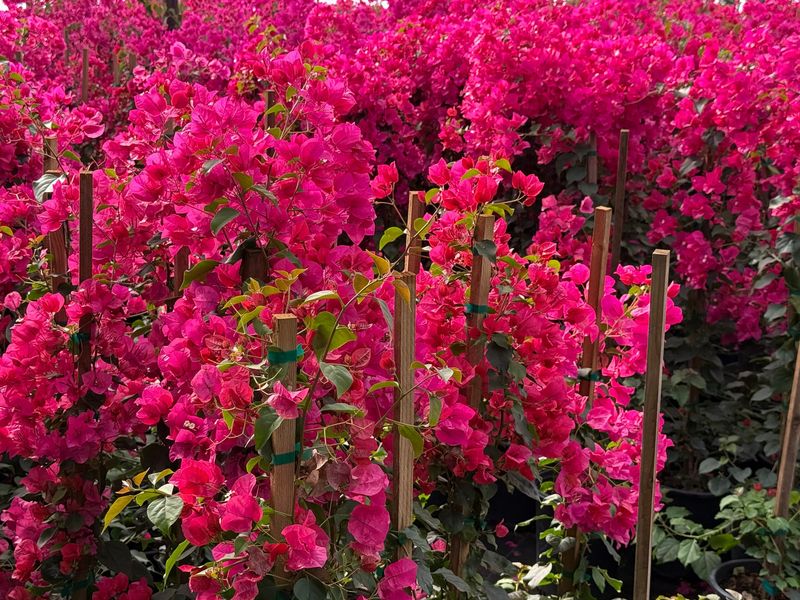 Bougainvillea Adds Bold Color To Hot Arizona Spaces