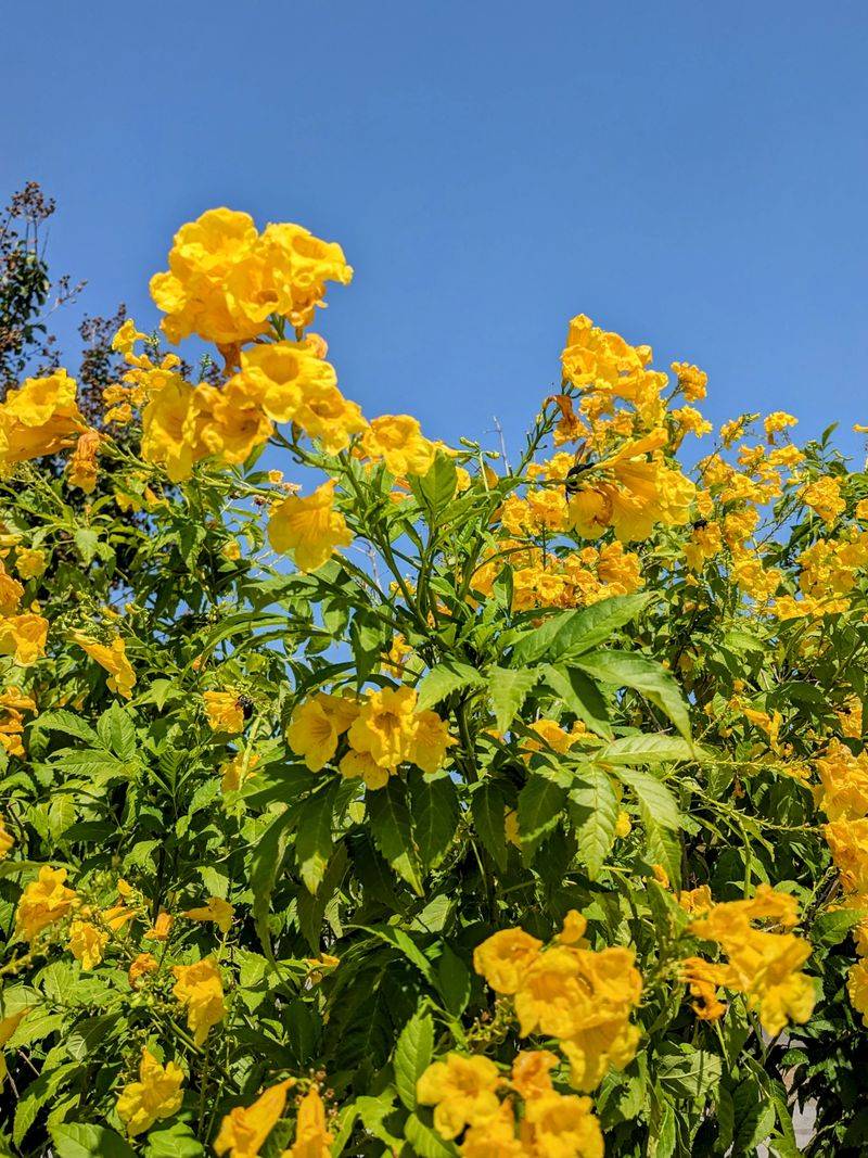 Esperanza / Yellow Bells (Tecoma Stans)