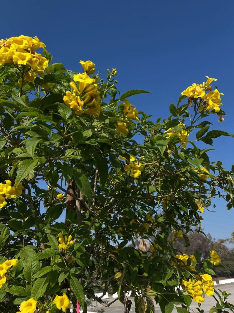 Esperanza / Yellow Bells (Tecoma Stans)