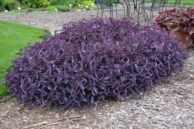 Purple Heart (Tradescantia Pallida)