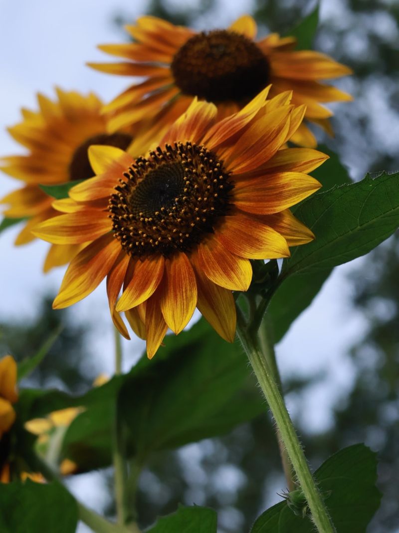 Sunflowers (Helianthus Annuus)