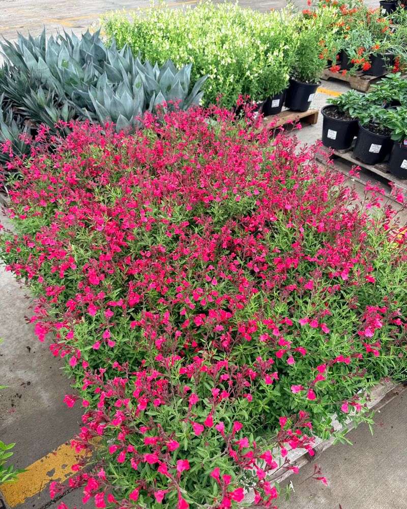 Salvia / Autumn Sage (Salvia greggii)