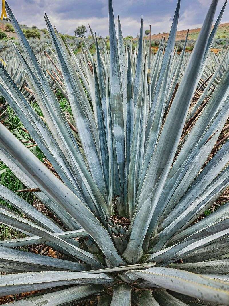 Agave Towering With Nectar-Rich Flower Spikes