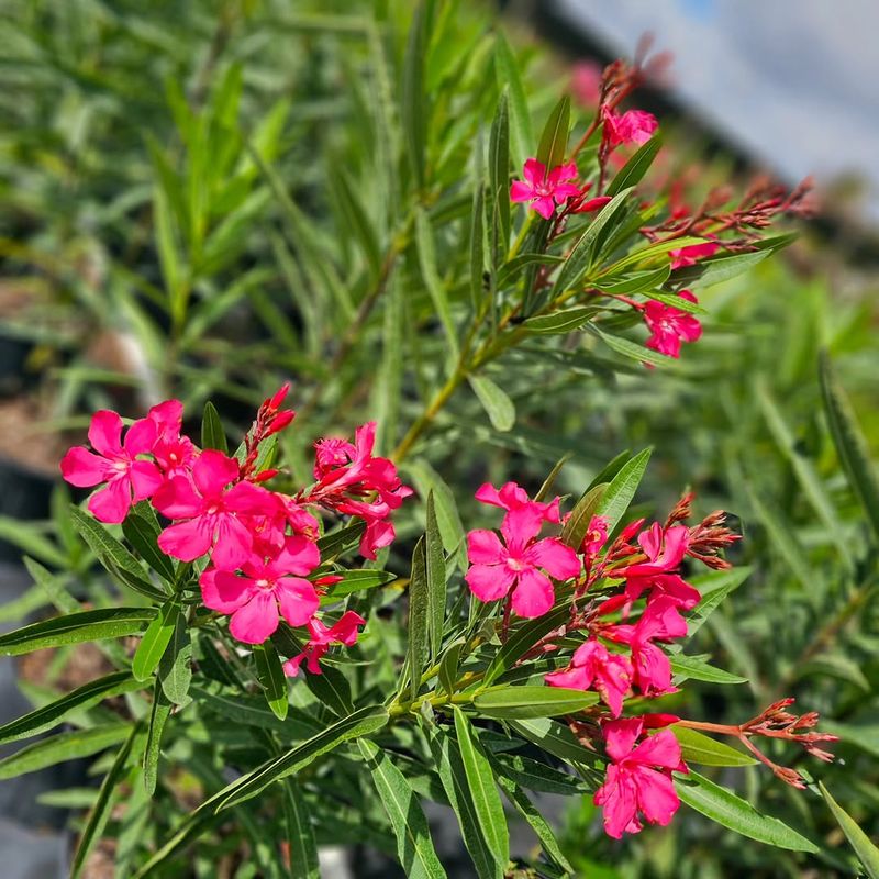 Oleander Doesn't Need Feeding Heading Into Summer