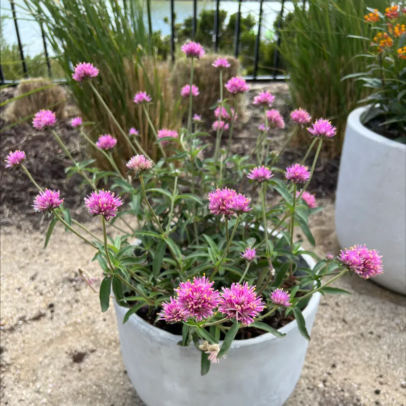 Globe Amaranth Holds Bright Blooms In Dry Conditions