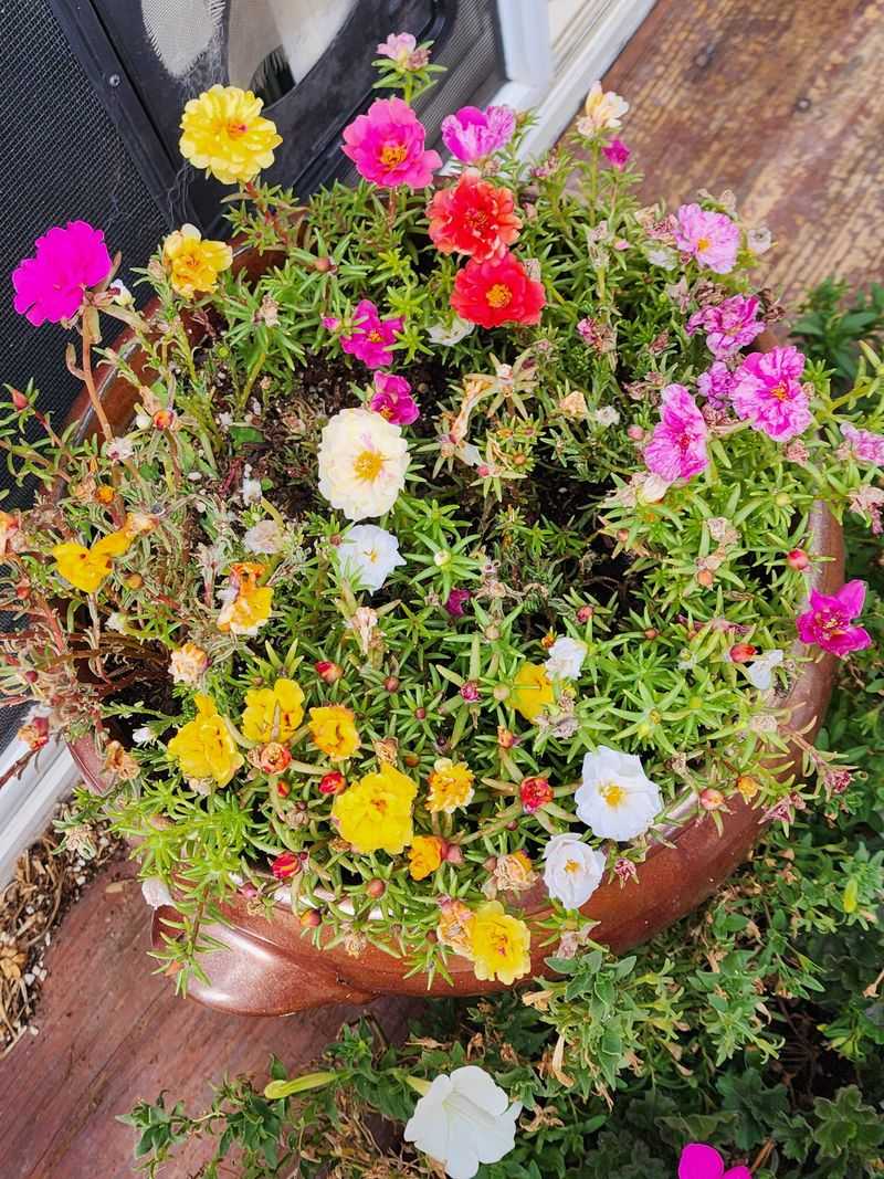 Portulaca Thrives In Full Sun And Dry Conditions