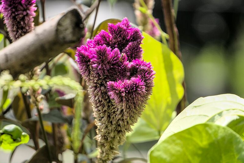 Celosia Adds Bold Spiky Blooms To Hot Arizona Gardens