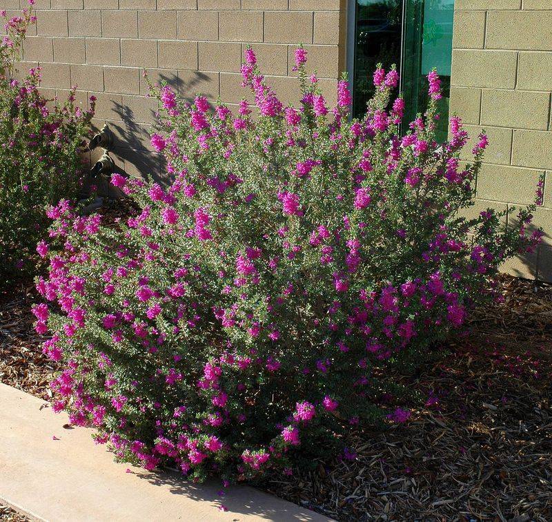 Texas Sage Benefits From Light Cuts To Boost Flowering