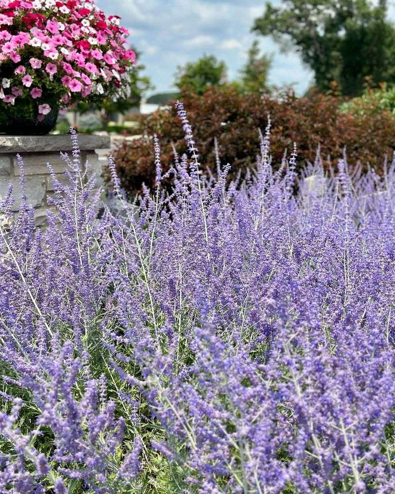Russian Sage Keeps A Soft Full Shape In Dry Conditions