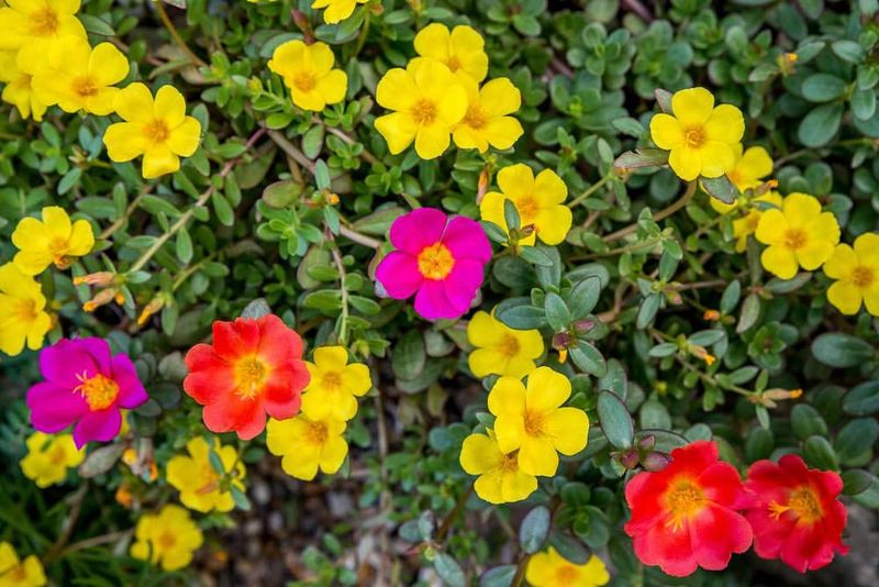 Portulaca That Loves Sunny Window Spots