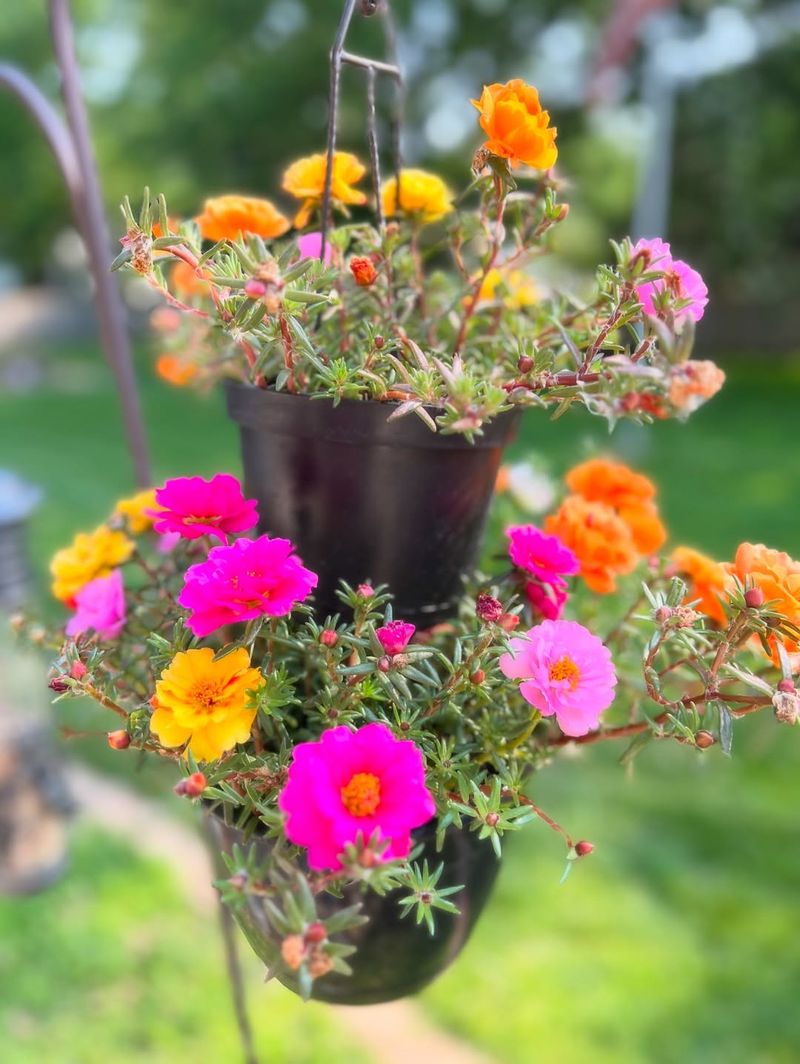 Portulaca That Thrives In Hot Spots
