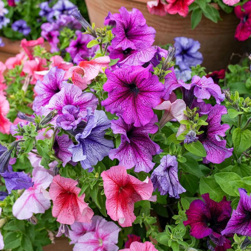 Petunia Performs Better In Cool-Season Containers