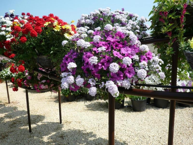 Verbena Spreads And Blooms In Hot Conditions