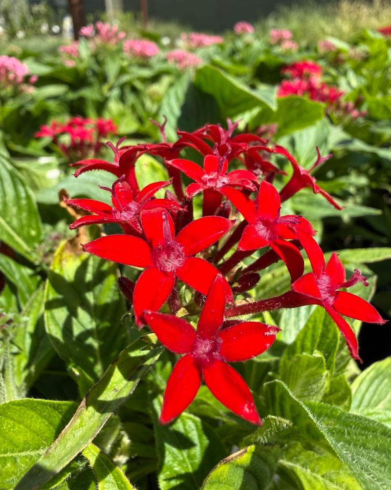 Pentas Keeps Pollinators Coming Back