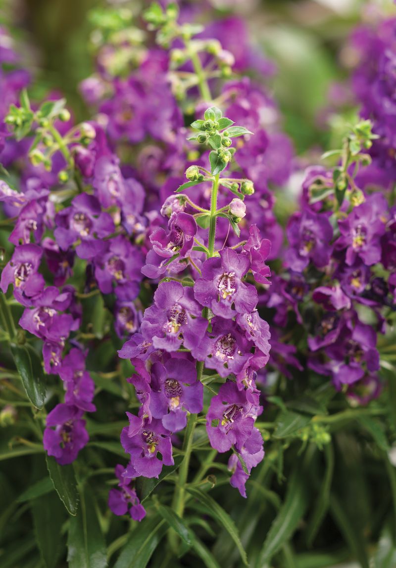 Angelonia Upright Spikes That Keep Flowering