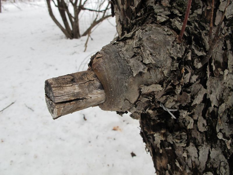 Stubs Left Behind After Cuts