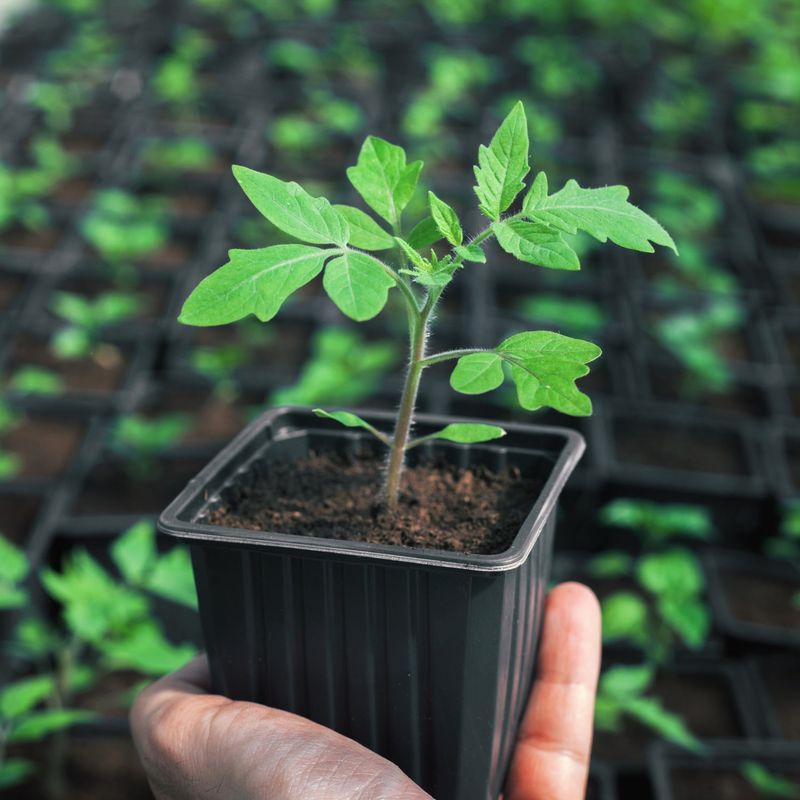 Cold Soil Slows Down Root Function