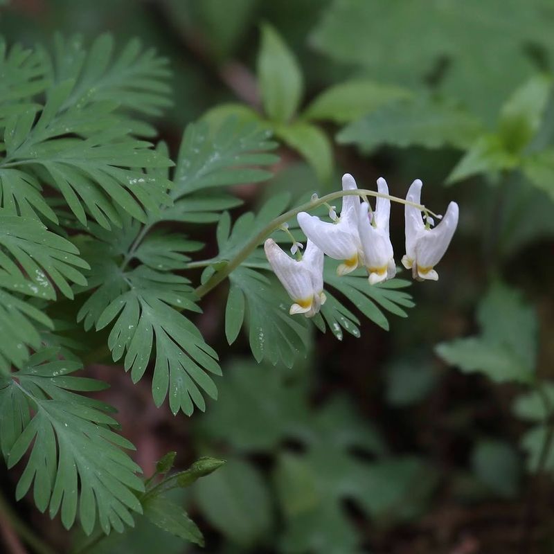 Dutchman's Breeches (Dicentra cucullaria)