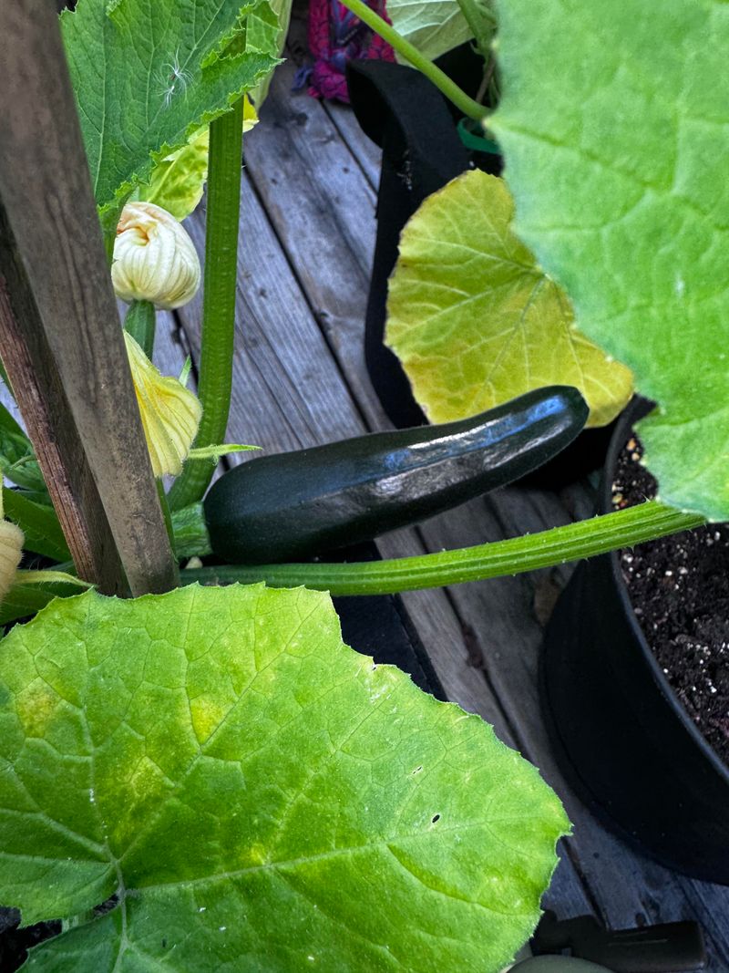 High Yield Can Become Overwhelming