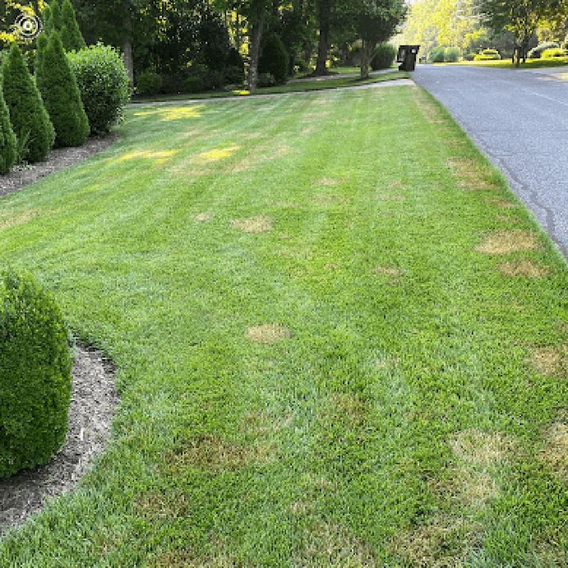 Dollar Spot With Small Patches And Big Impact