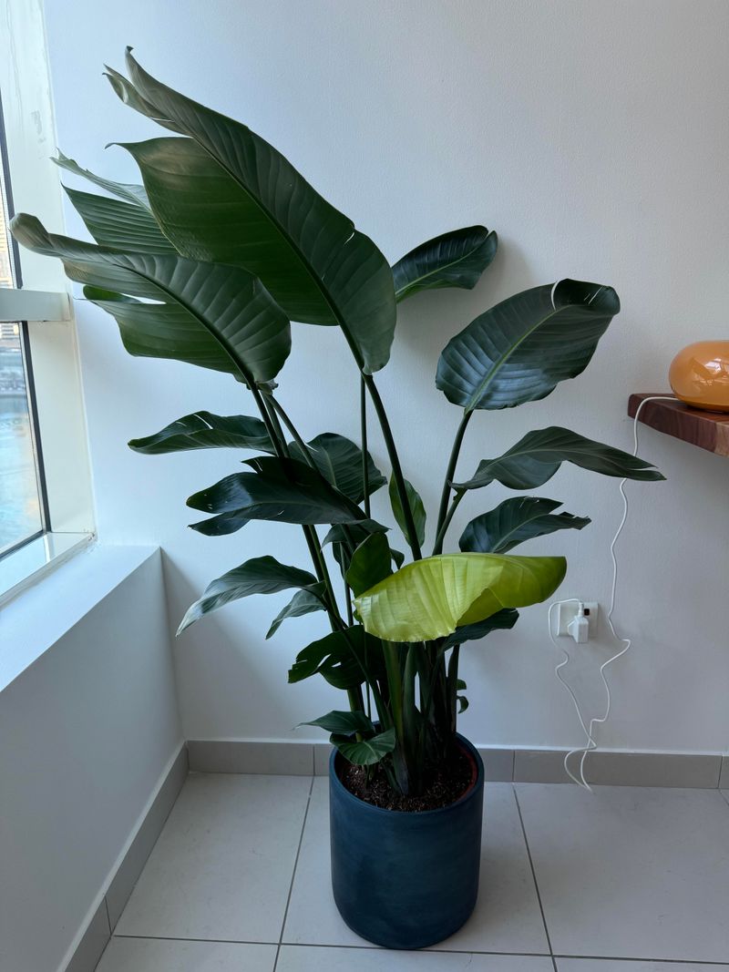 Inconsistent Watering Can Stress The Plant