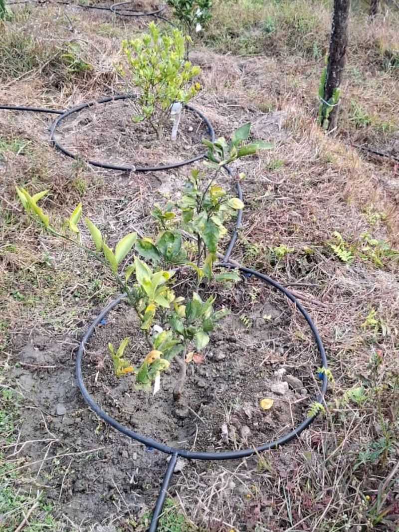 Thirsty Plants That Need Frequent Watering