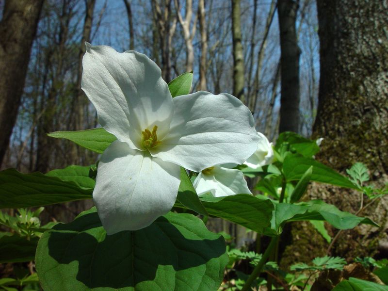 Moist Humus-Rich Soil Helps White Trillium Settle In
