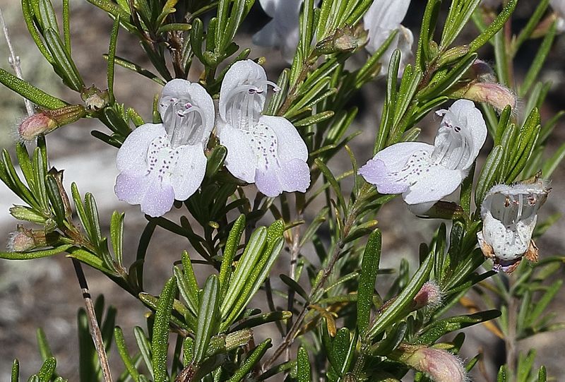 Apalachicola False Rosemary Is A Rare Florida Gem