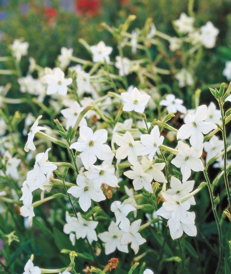 Nicotiana Returns In Quiet Garden Corners