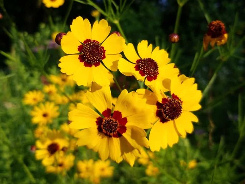 Coreopsis (Coreopsis Spp.)