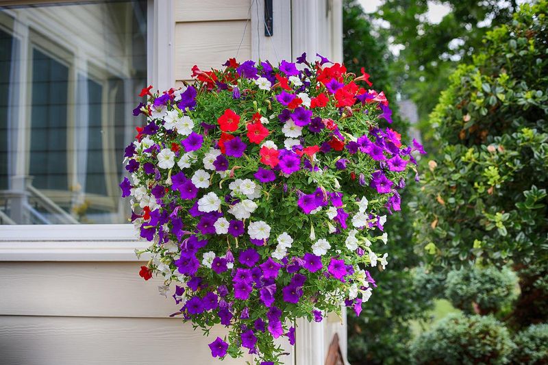 Petunias Adjust As Temperatures Rise