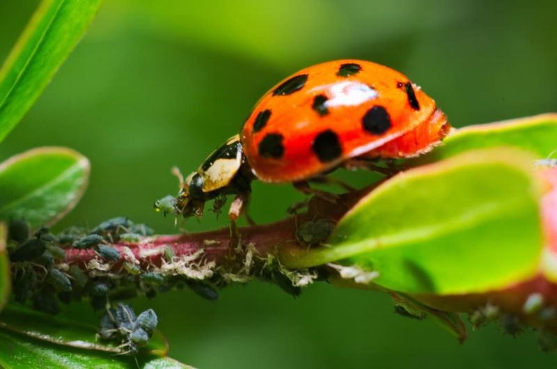 They Help Control Multiple Garden Pests