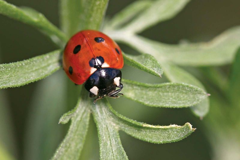 They Help Control Multiple Garden Pests
