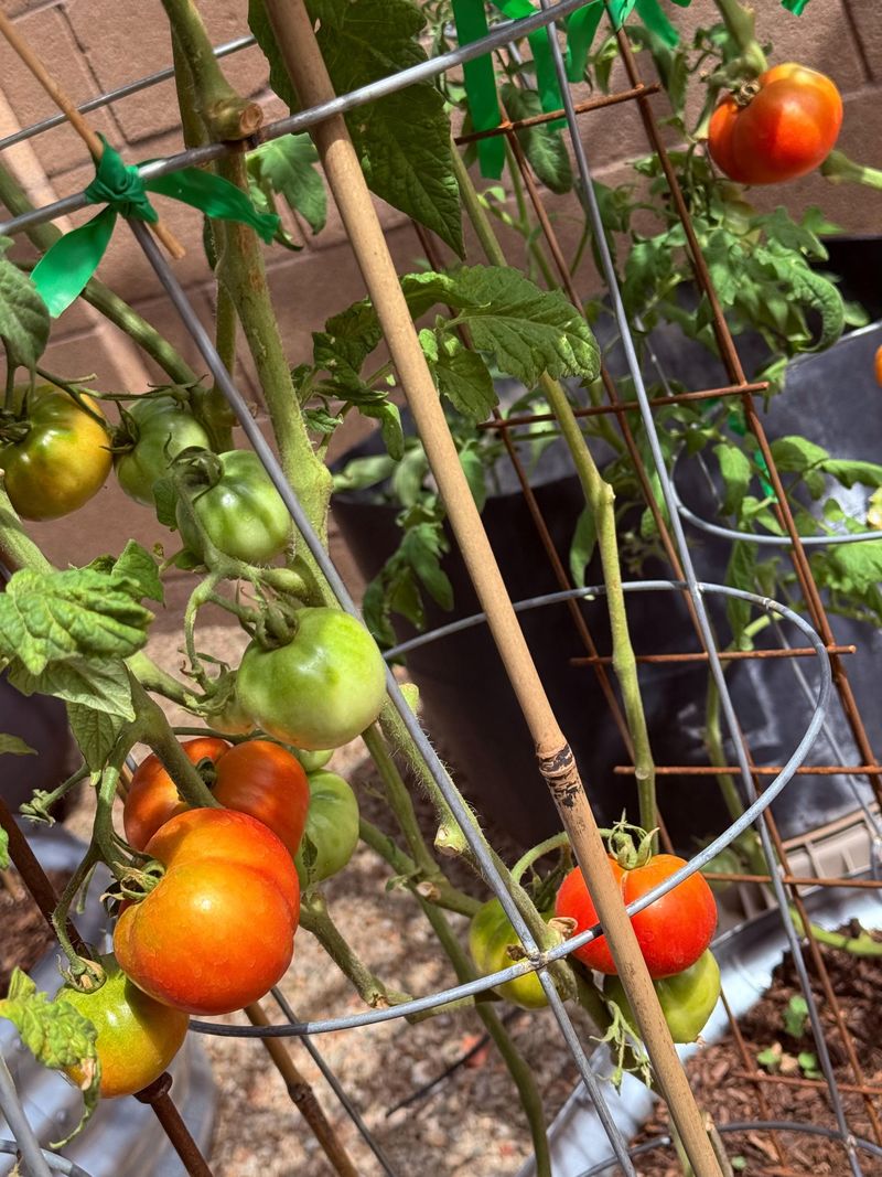 Tomatoes Produce Juicy Harvests Despite Blazing Desert Heat