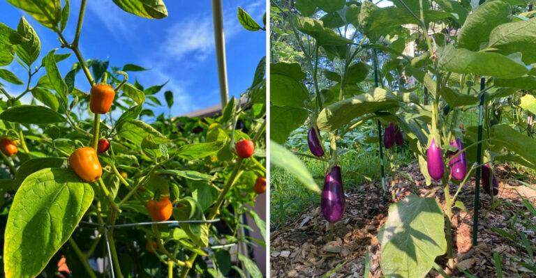 Last Chance April Planting For Arizona Gardeners Before 100 Degree Days