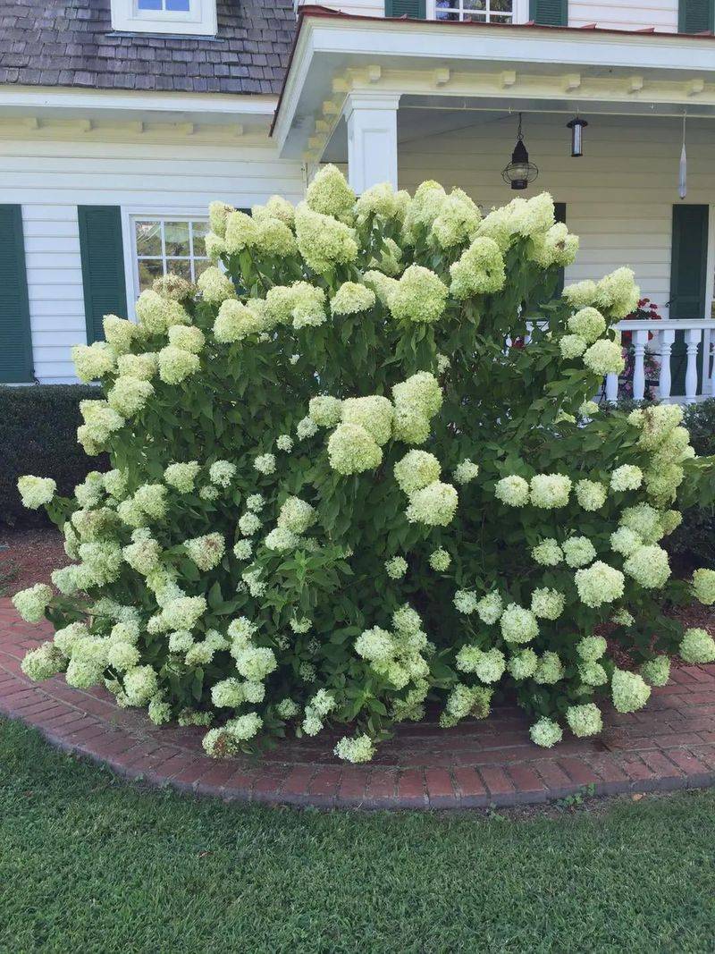 Some Hydrangeas Tolerate Pruning Beyond April