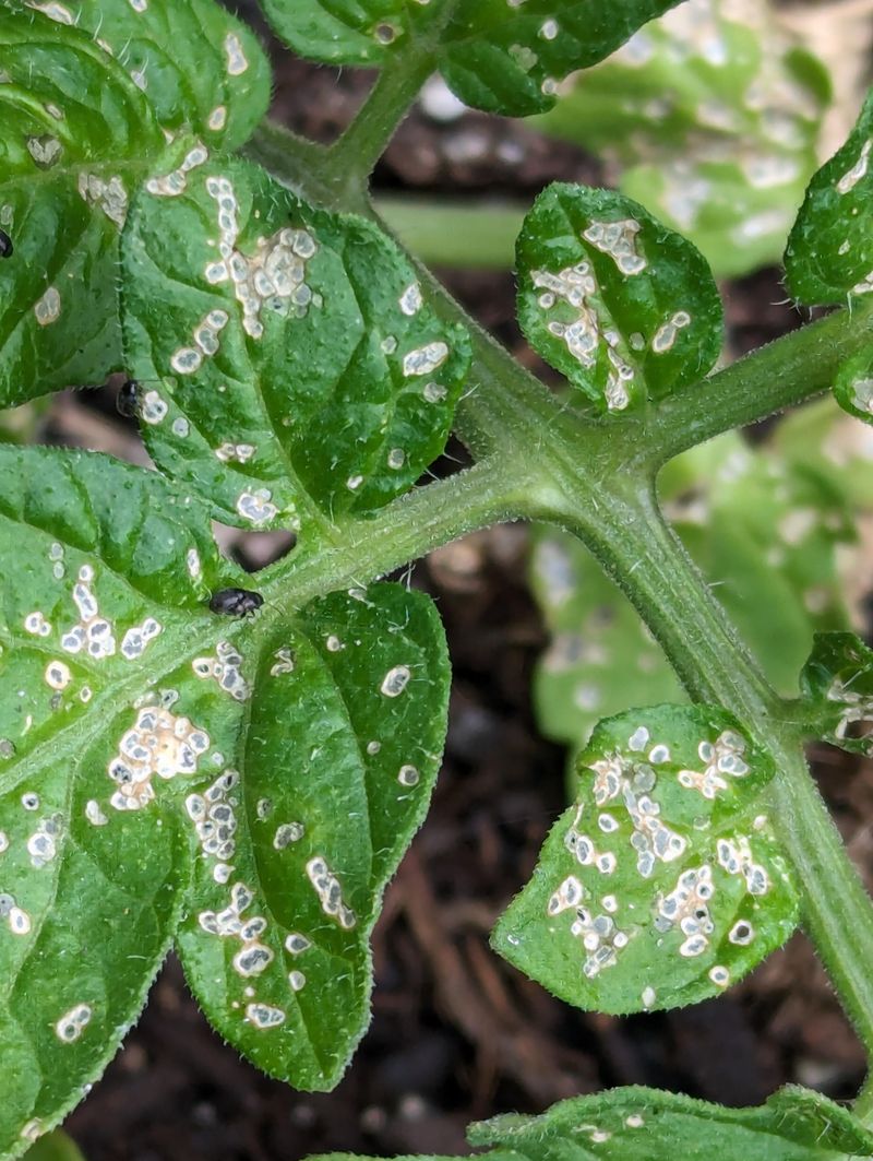 Tiny Pest Problems Rarely Stay Tiny For Long