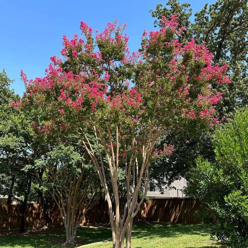 Cool Springs Slow Overall Growth Rate