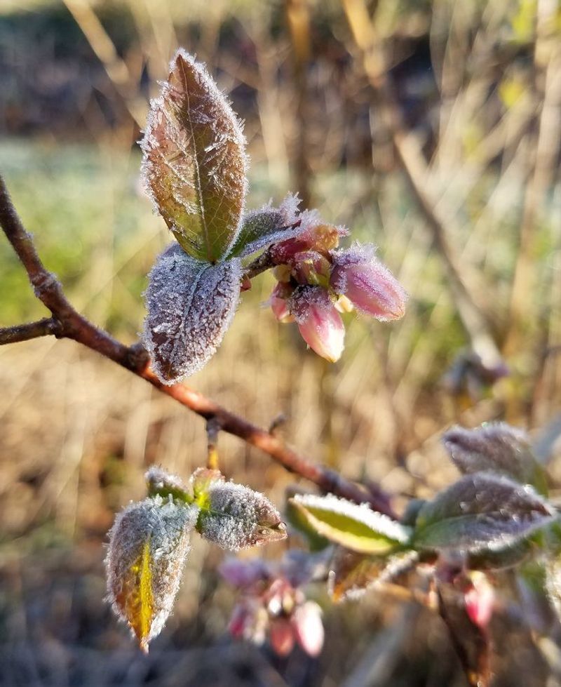 Cold Temperatures Can Reduce Fruit Set Significantly