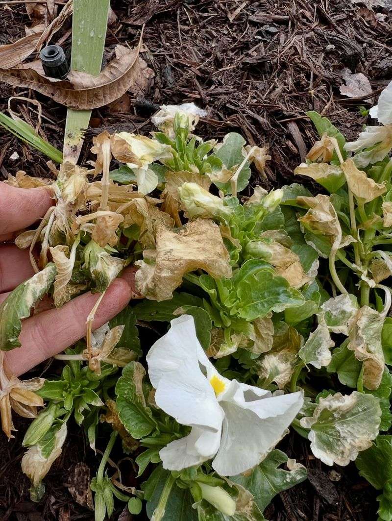 Freeze-Thaw Cycles Cause Temporary But Misleading Tissue Damage