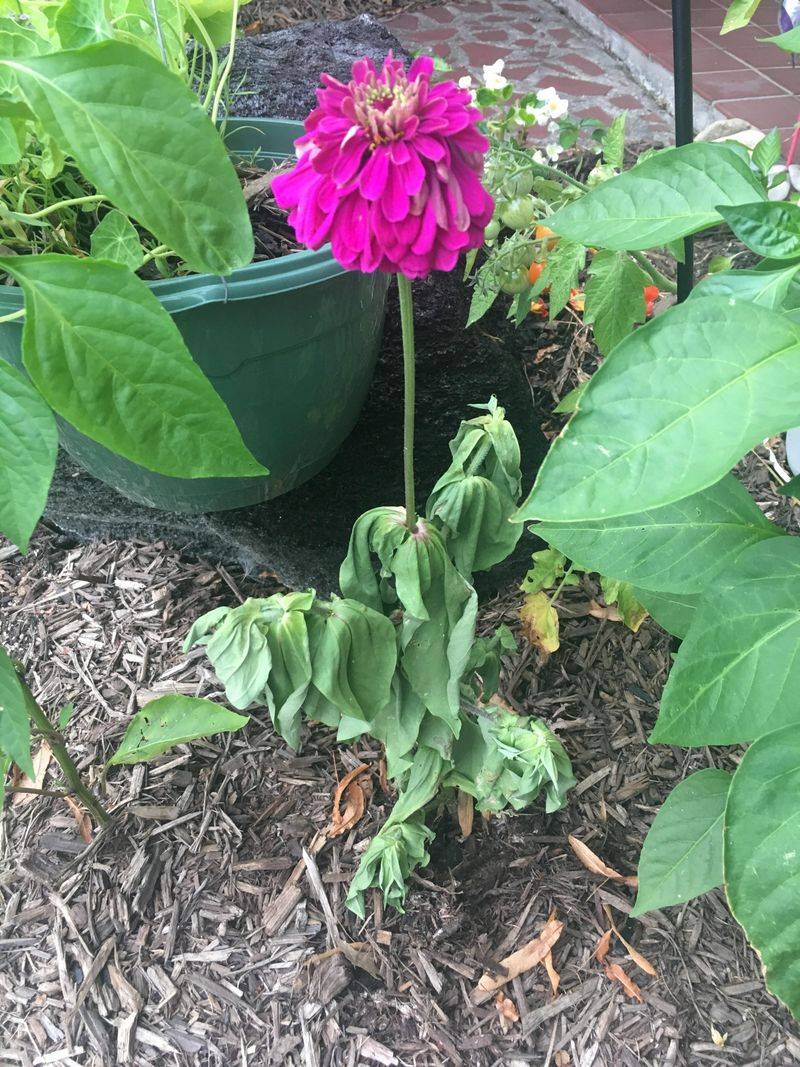 Earlier Planting Often Leads To Poor And Frustrating Results