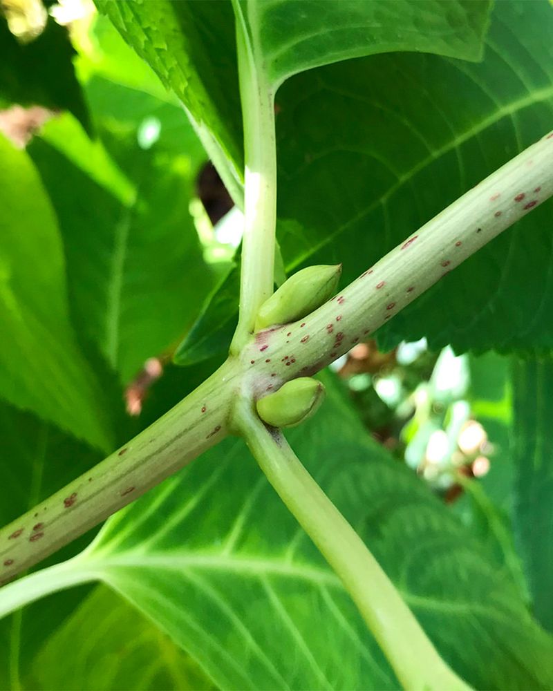 Prune Only Right After Flowers Fade To Protect Next Year's Buds