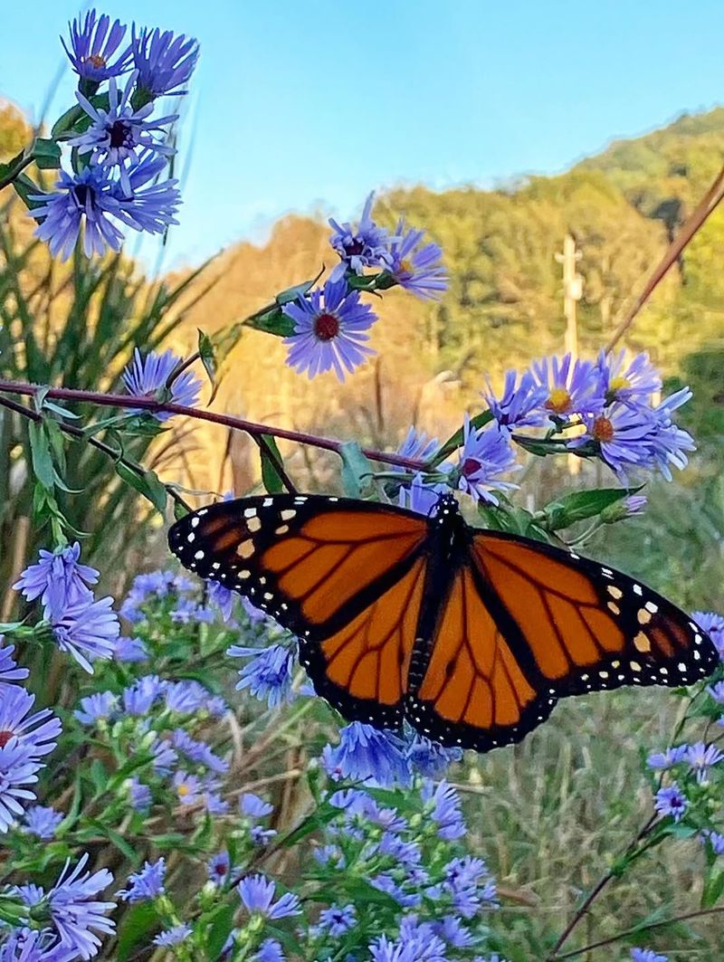 Native Asters Support Migrating Monarch Butterflies In Fall