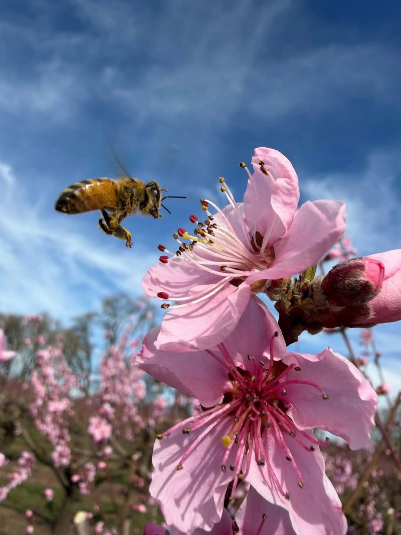 Poor Pollination During Bloom Time Limits Fruit Development