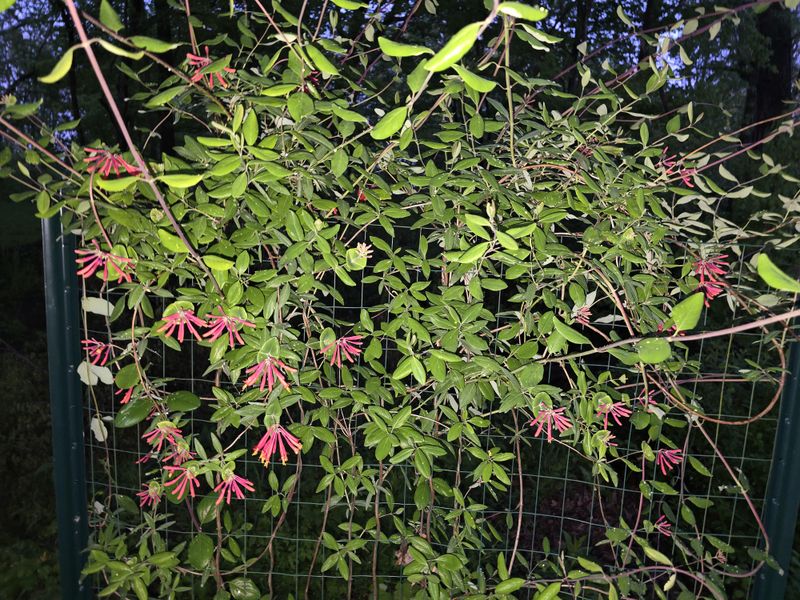 Spring Pruning Often Cuts Off Your First Big Flush