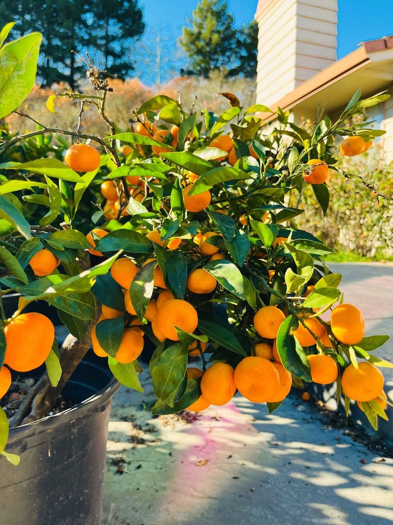 Using A Citrus-Specific Fertilizer Supports Balanced Growth
