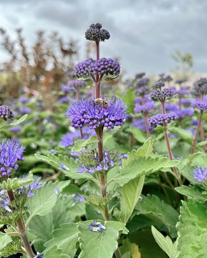 Bluebeard (Caryopteris)